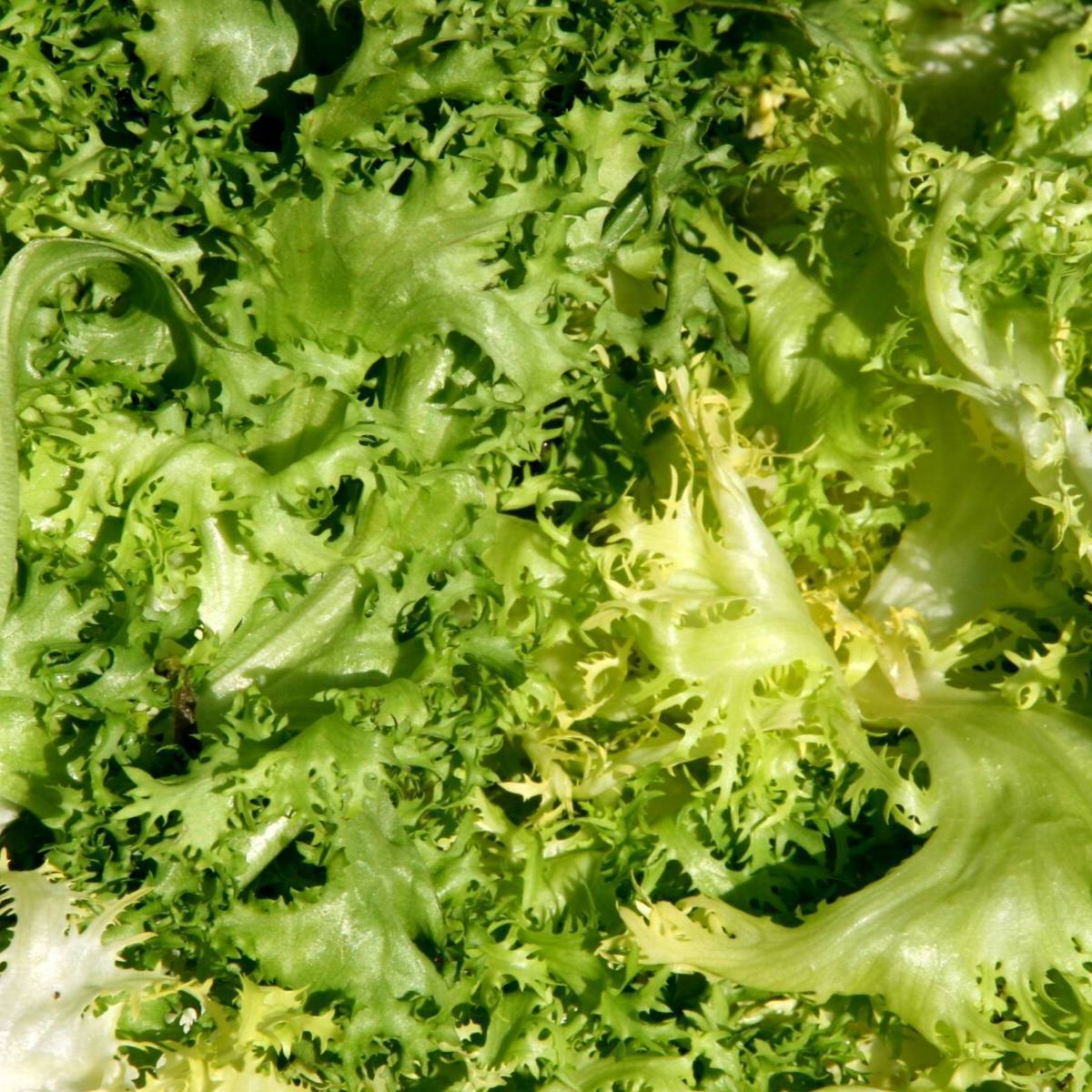 Endive- Green Curled Ruffec